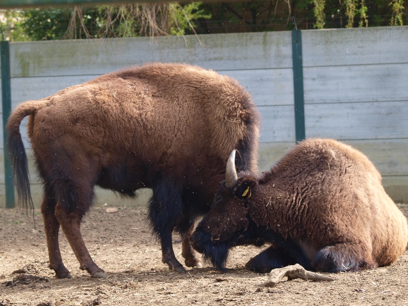 Wood bisons (April 19th, 2015)