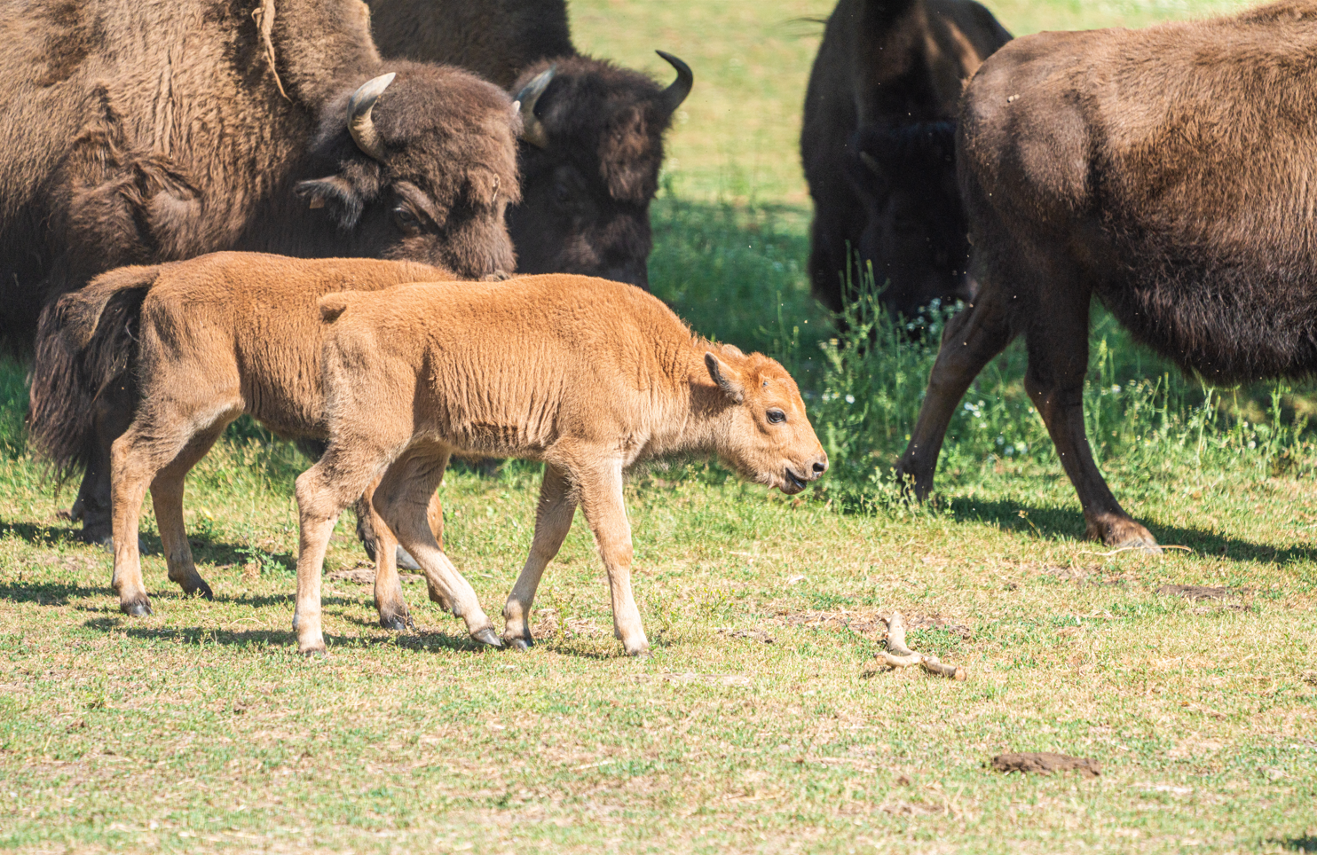 Wood Bisons cows and calves.
