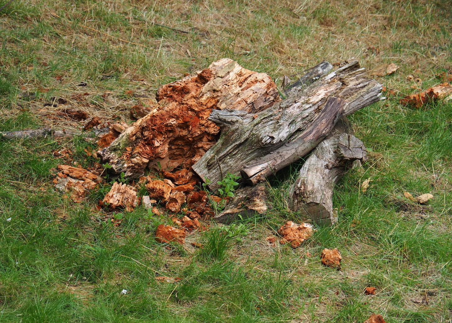 Wood broken apart by giant anteater, 2019-07-21