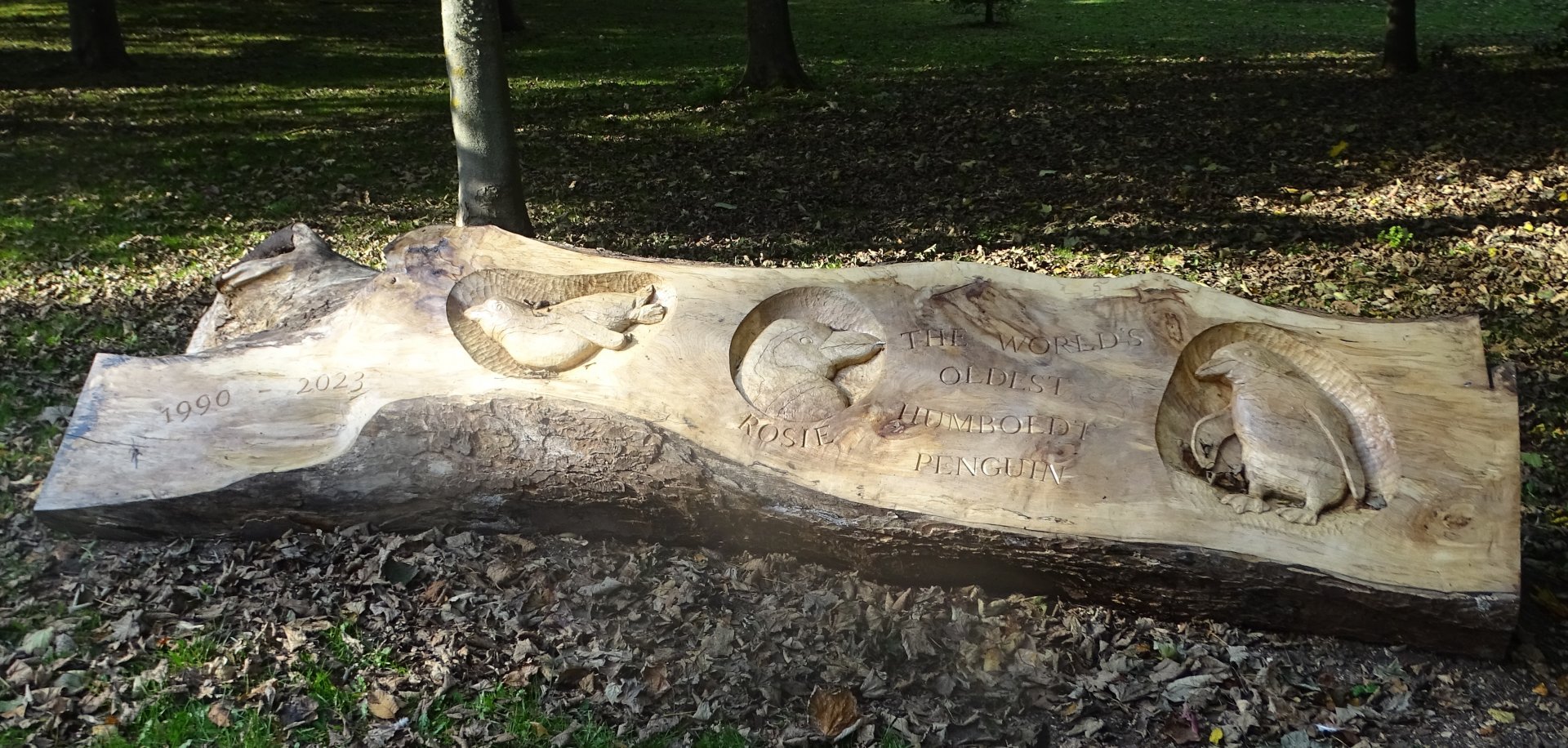 Wood carving re Rosie the penguin, 5th October 2024