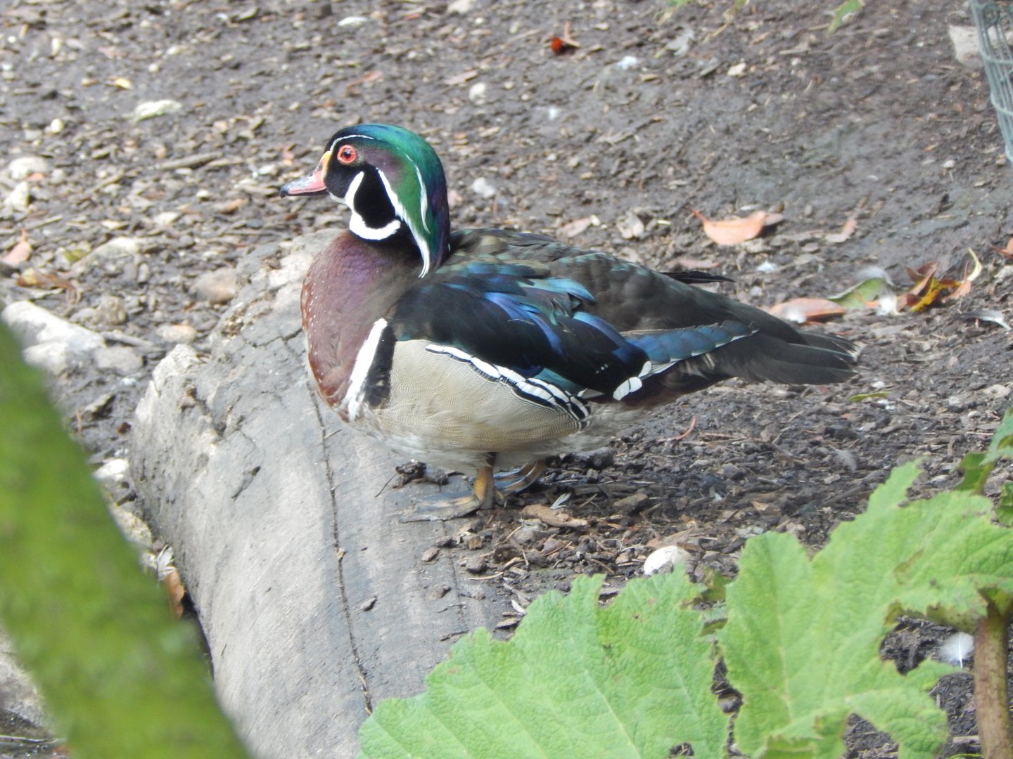 Wood duck 060625