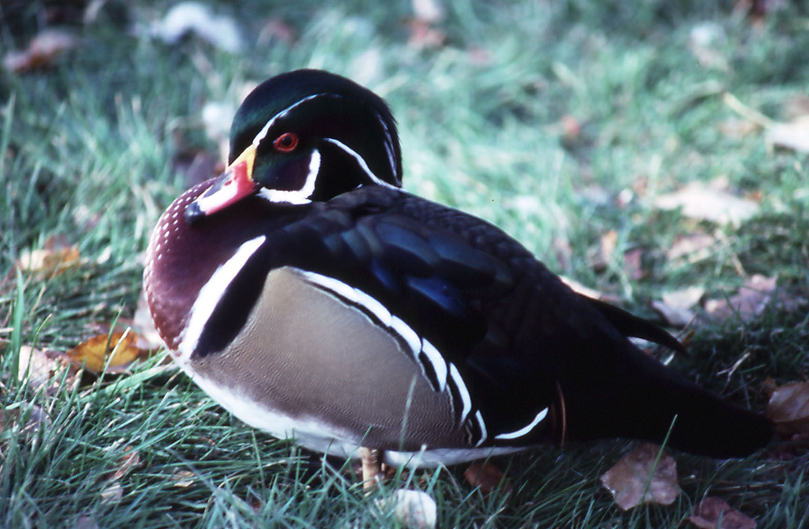 Wood Duck - 1987