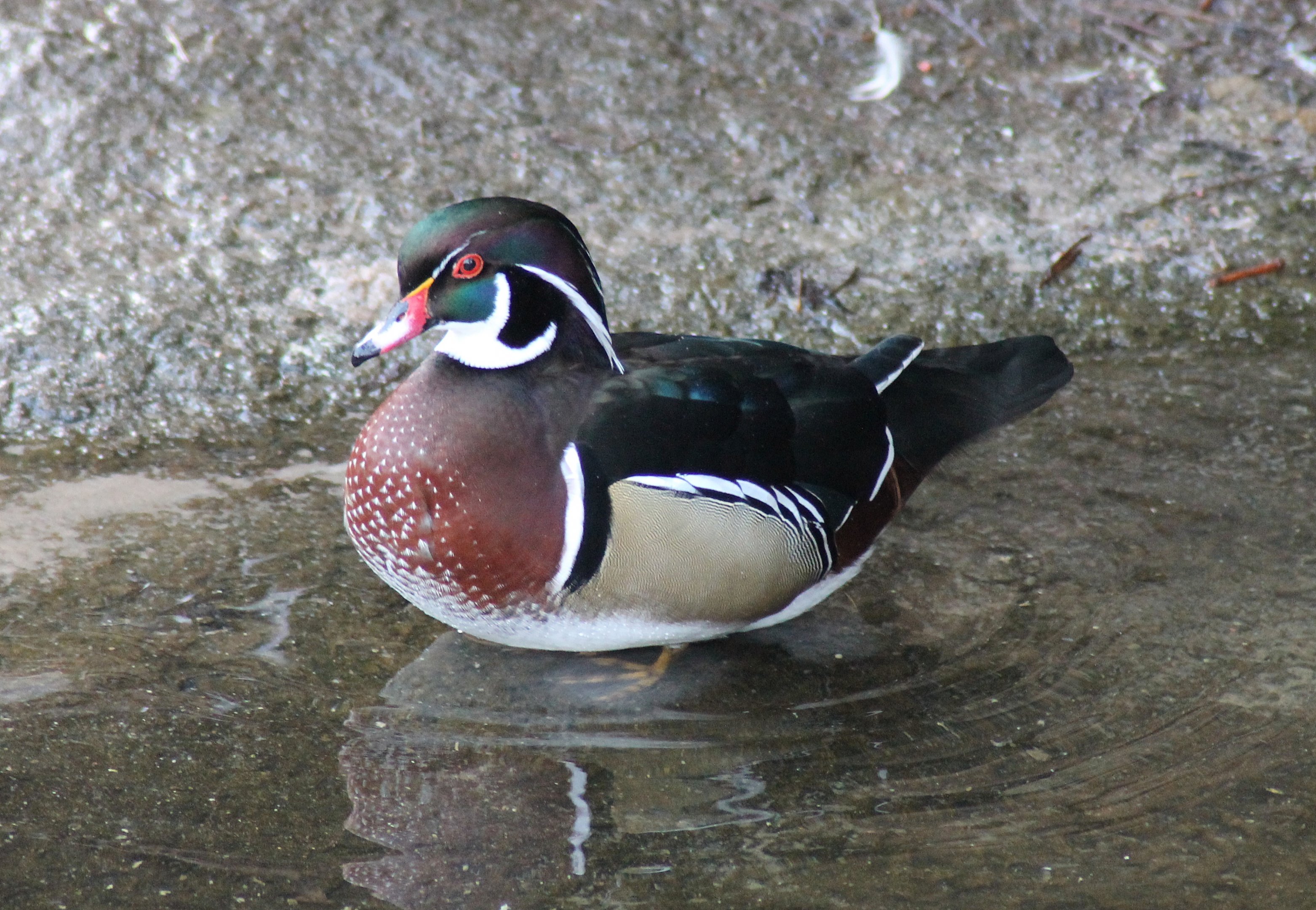 Wood duck (Aix sponsa) - "Afrika Sambesi"