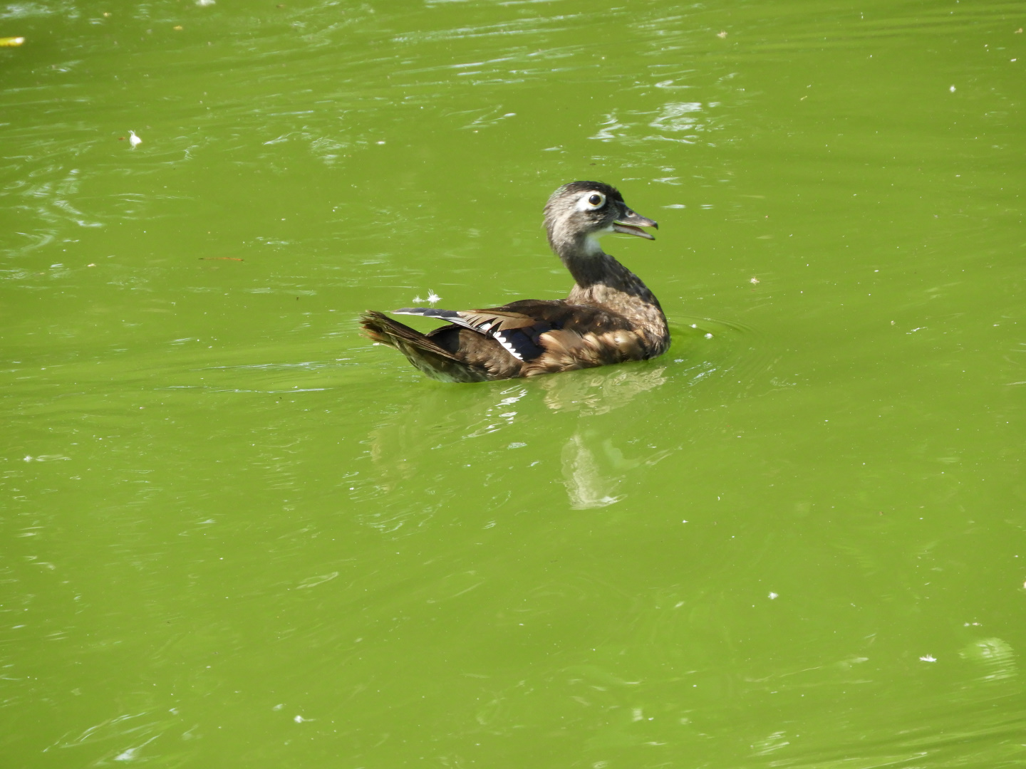 Wood Duck (Aix sponsa)