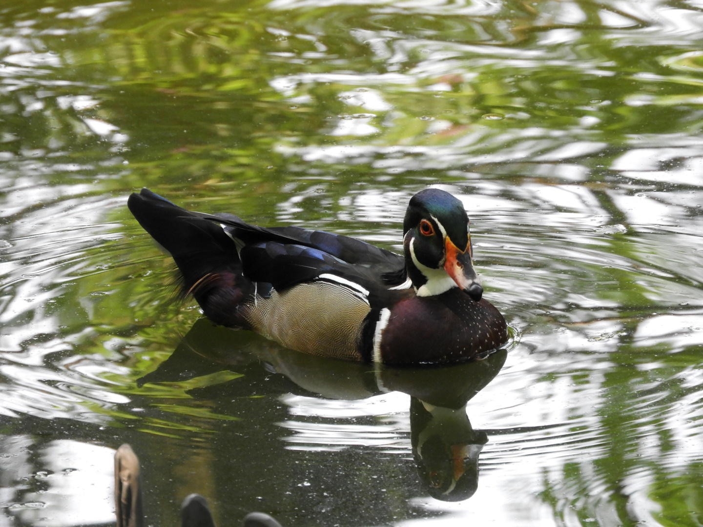 Wood Duck (Aix sponsa)
