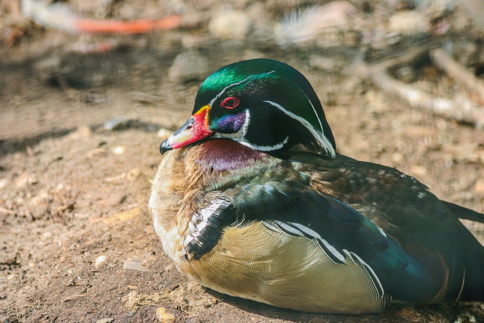 Wood duck (Aix sponsa)