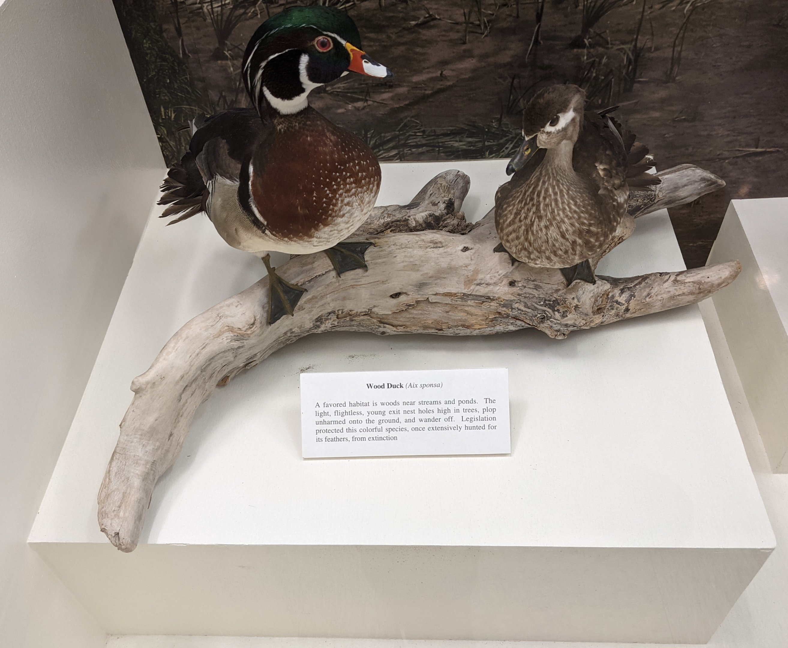 Wood duck (Aix sponsa)