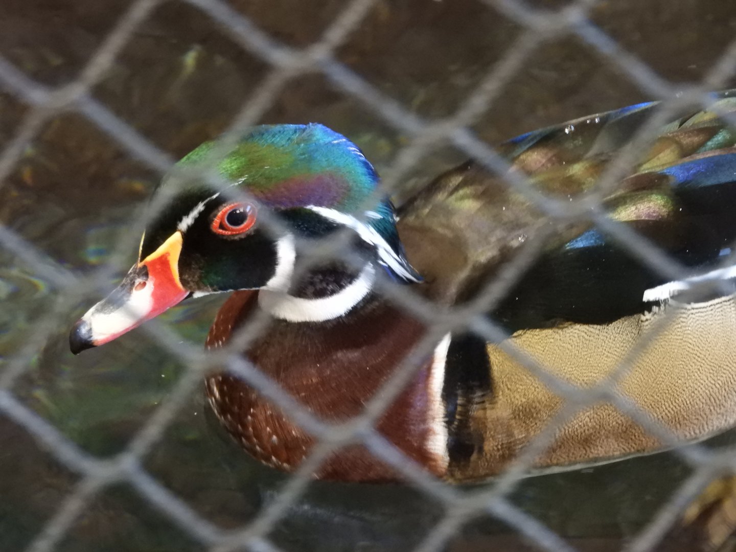 Wood Duck (Aix sponsa)