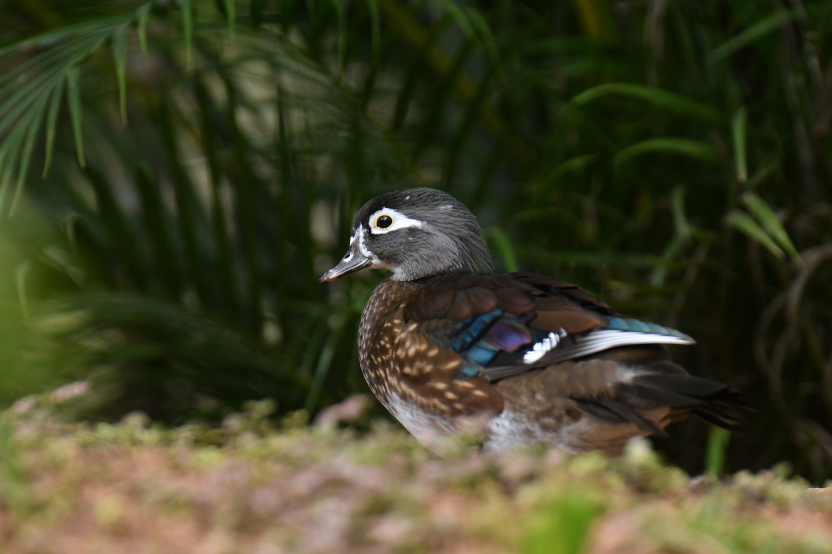 Wood Duck Aix sponsa