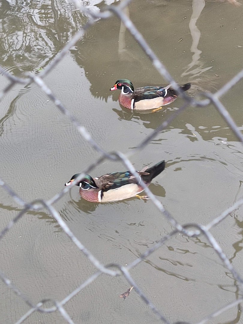 Wood Duck (Aix sponsa)