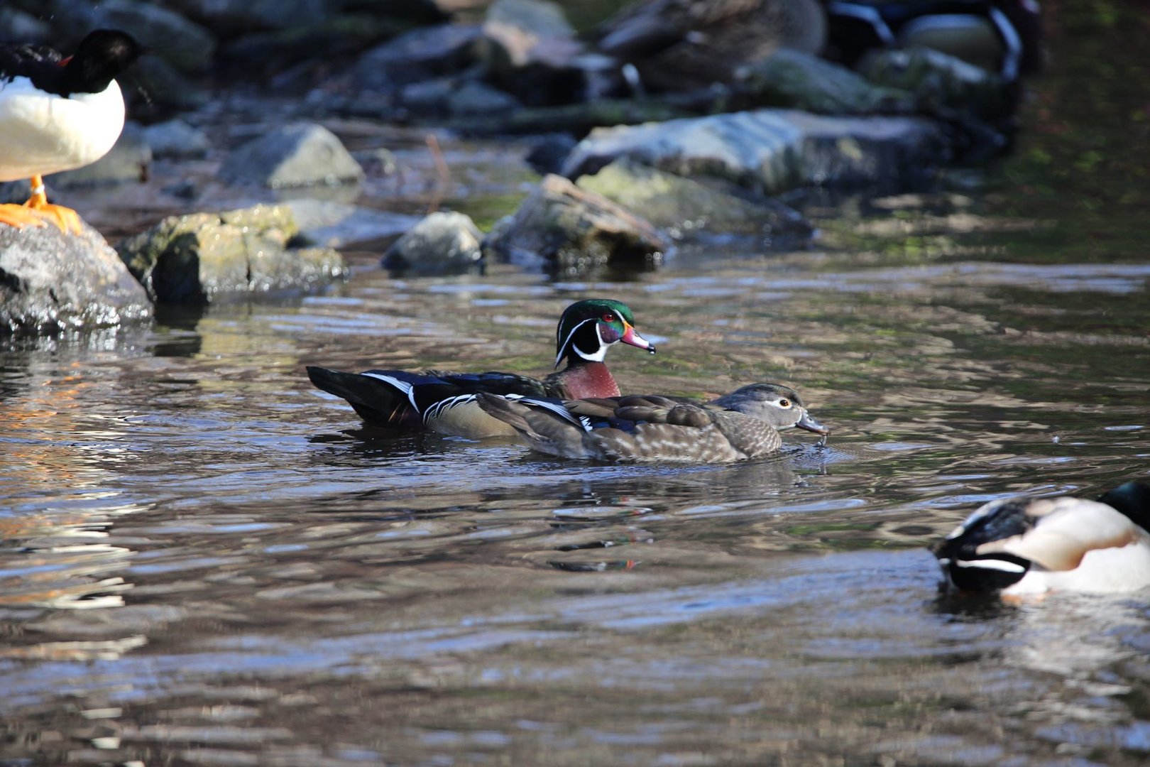 Wood Duck/ Aix sponsa
