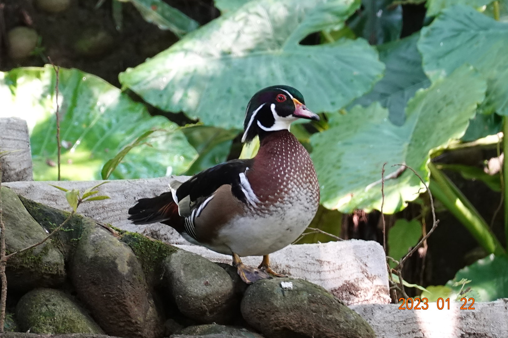 Wood Duck (Aix sponsa)
