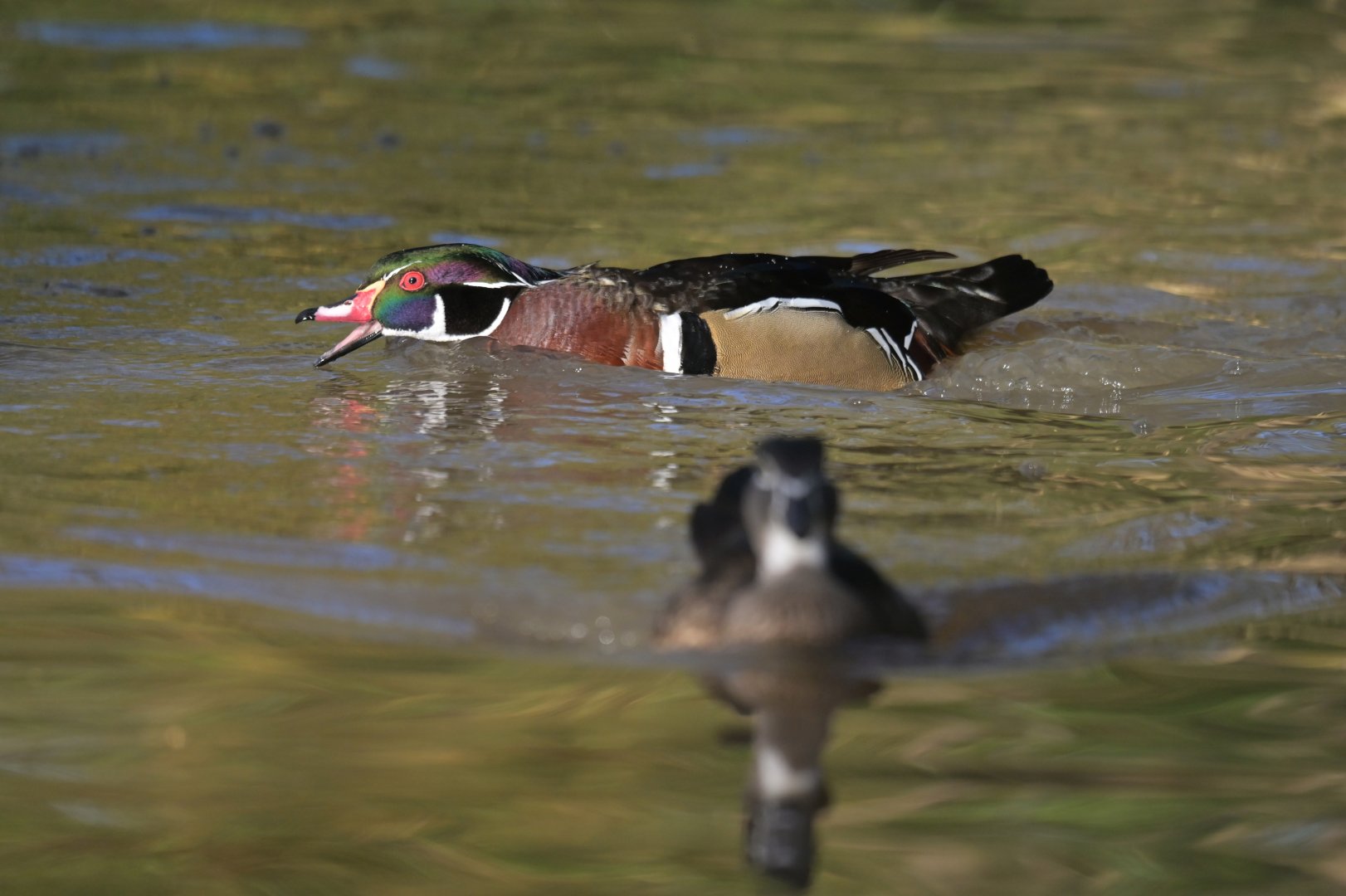 Wood Duck Aix sponsa