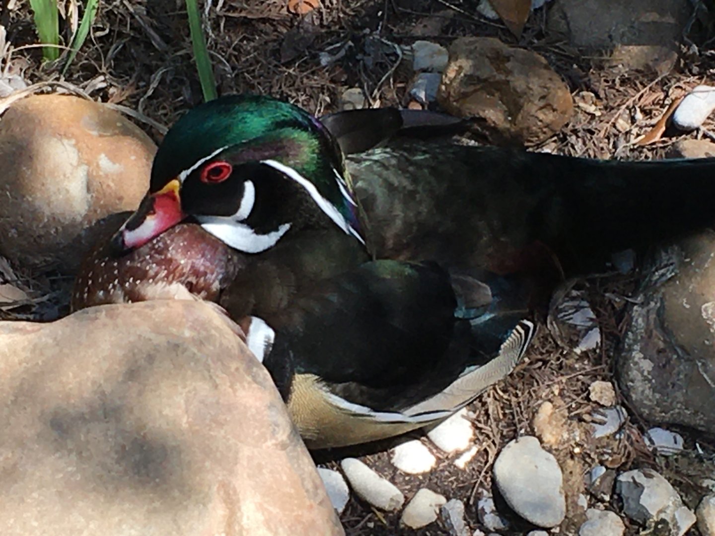 Wood Duck (Aix sponsa)