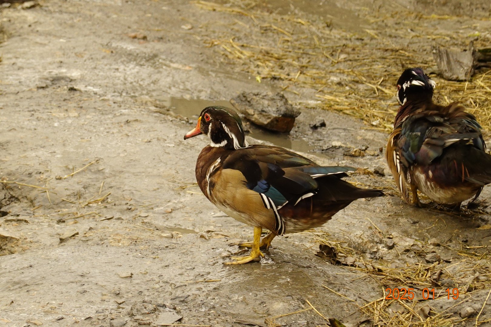 Wood Duck (Aix sponsa)