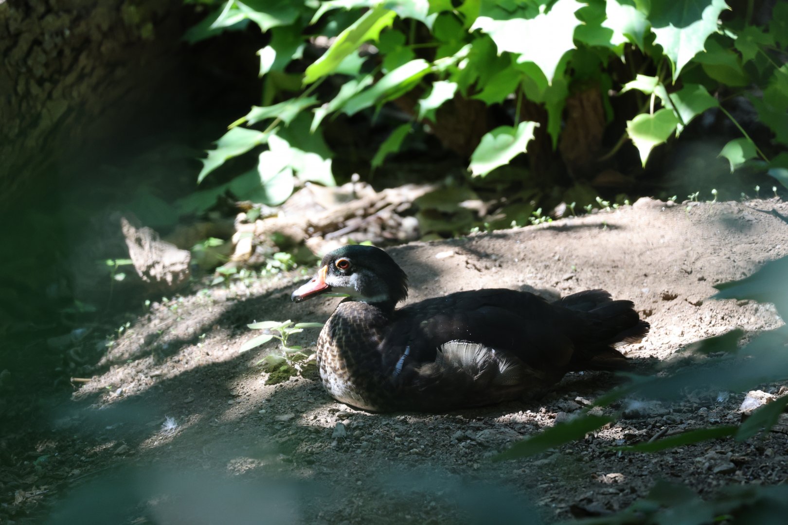 Wood duck (Aix sponsa)