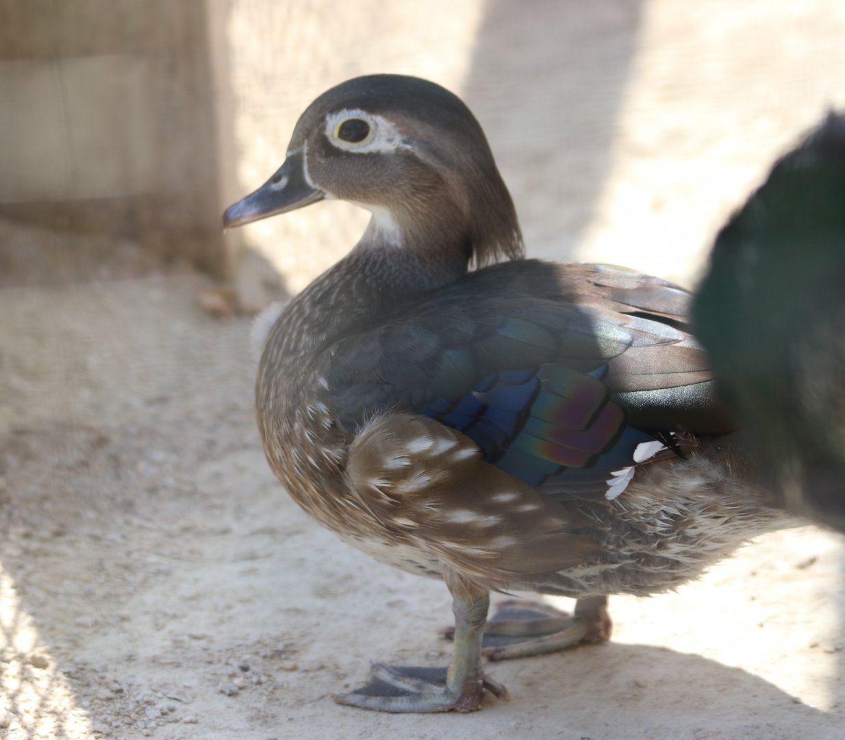 Wood Duck (Aix sponsa)