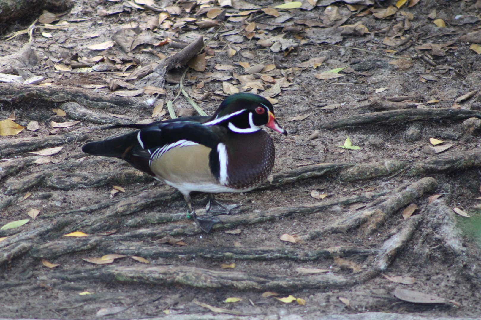 Wood Duck (Aix sponsa)