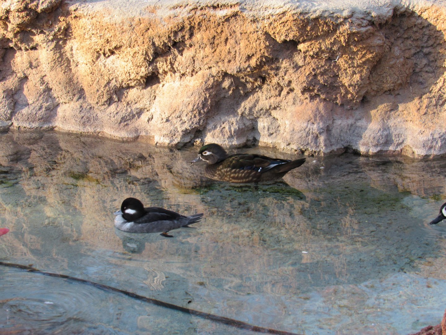 Wood Duck and Bufflehead