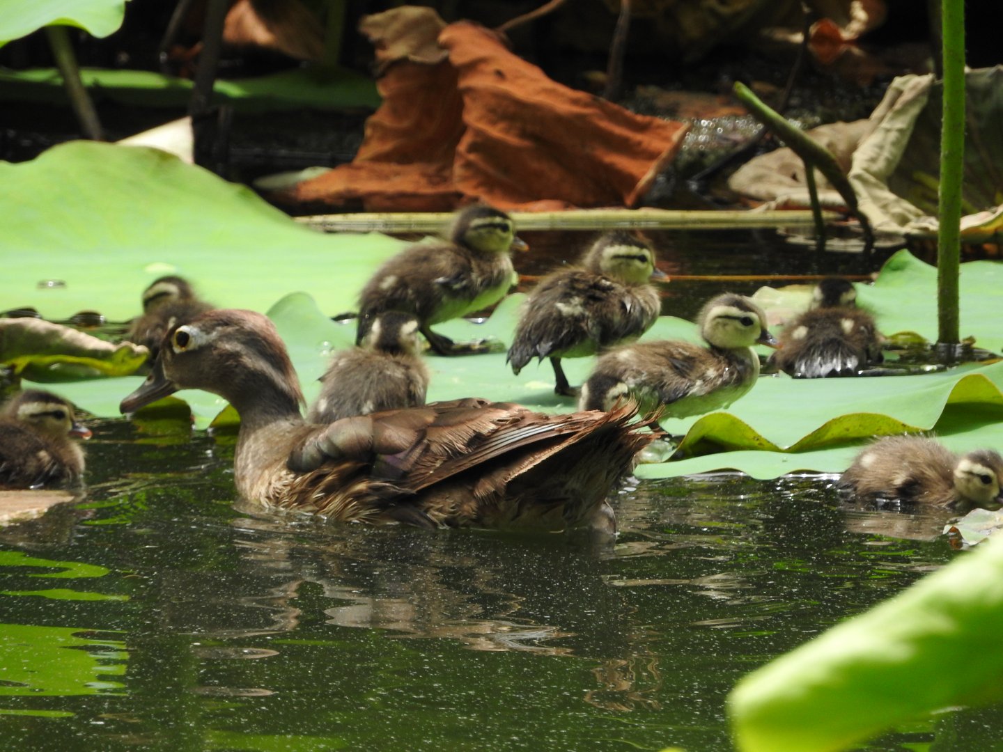 Wood Duck and ducklings