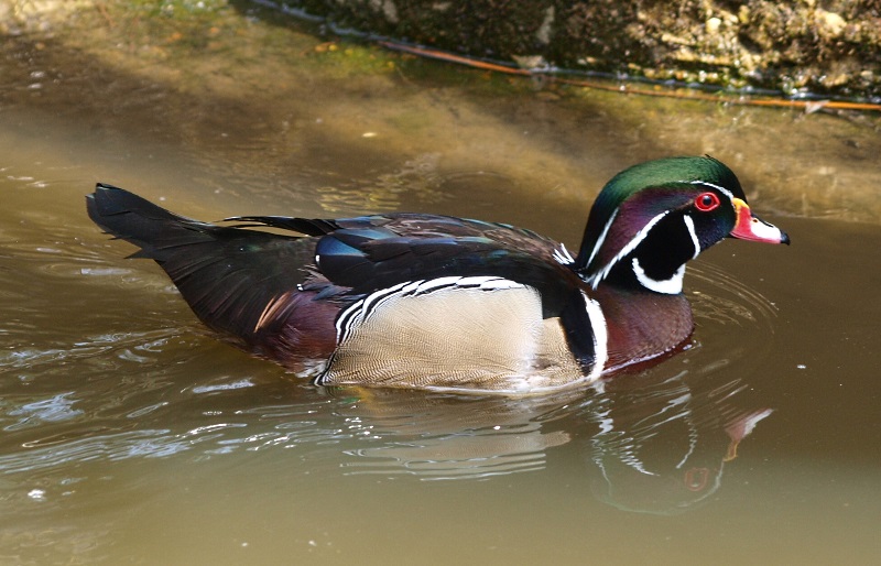 Wood duck (April 19th, 2015)