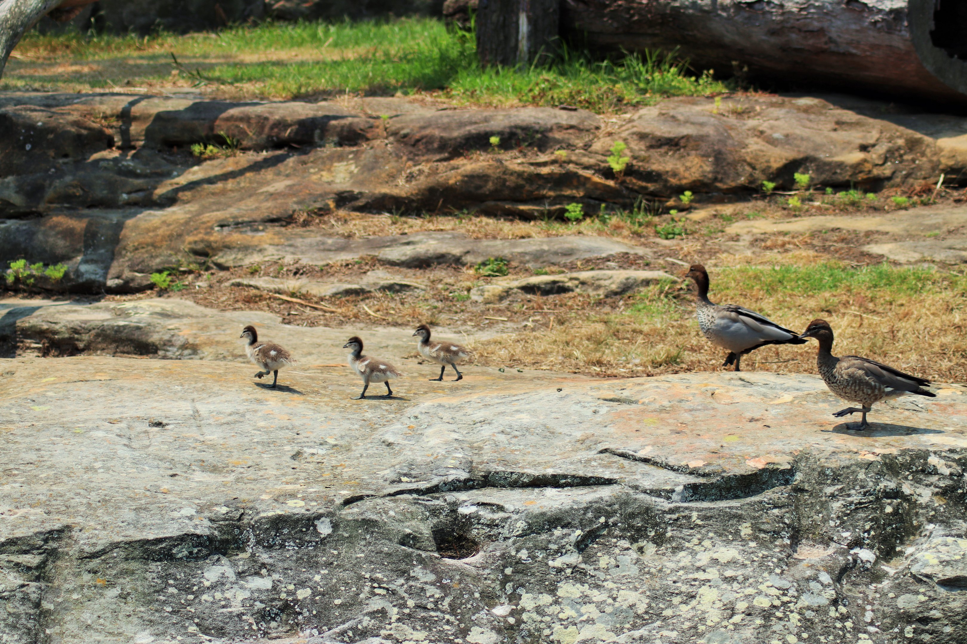 Wood Duck Family in Chimpanzee Enclosure