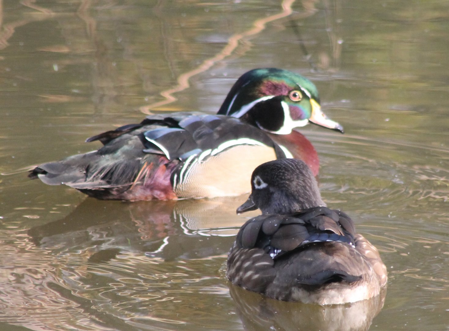 Wood duck-pair