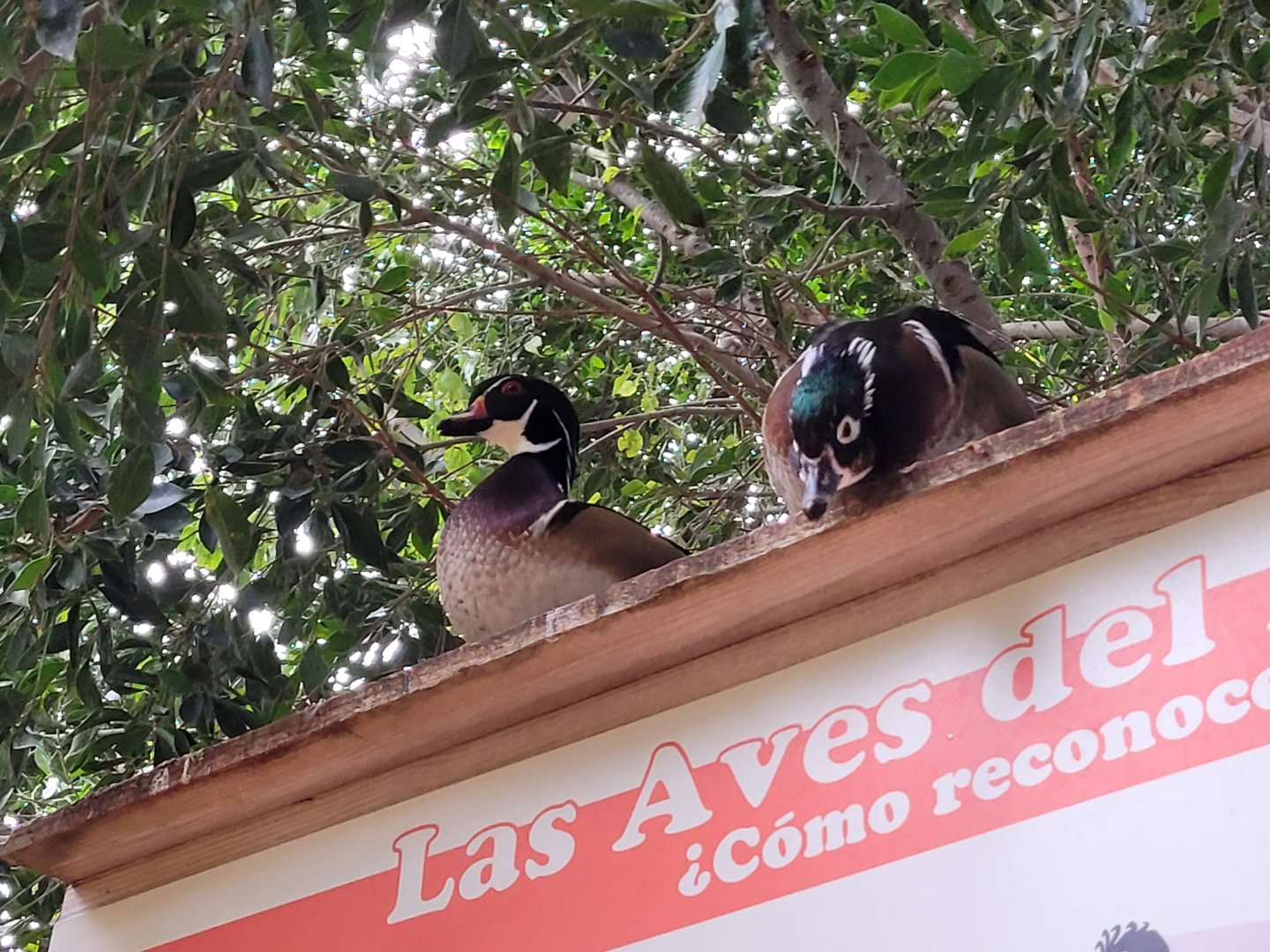 Wood duck -TerraNatura Benidorm (2022)