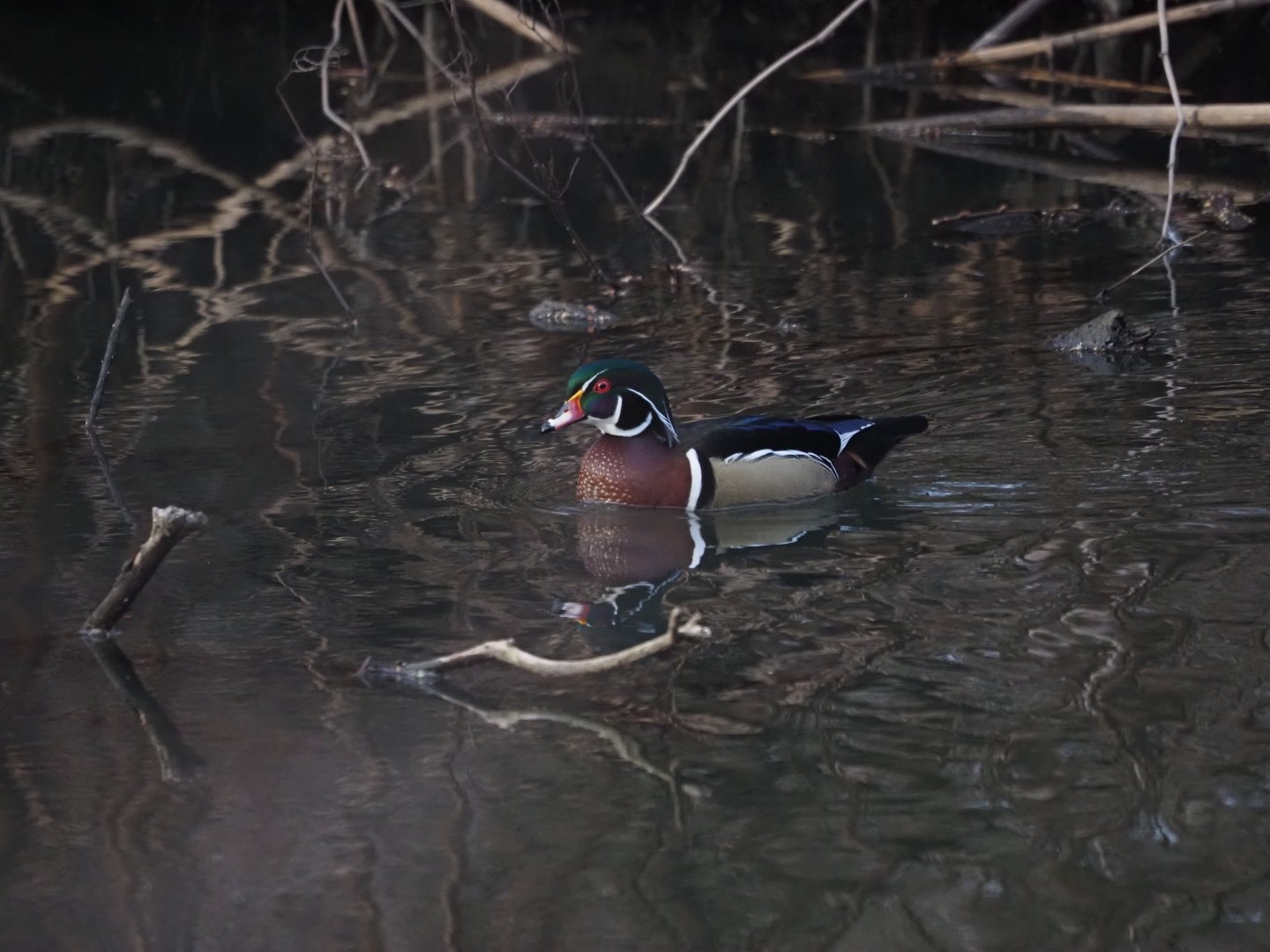 Wood Duck (Wild)