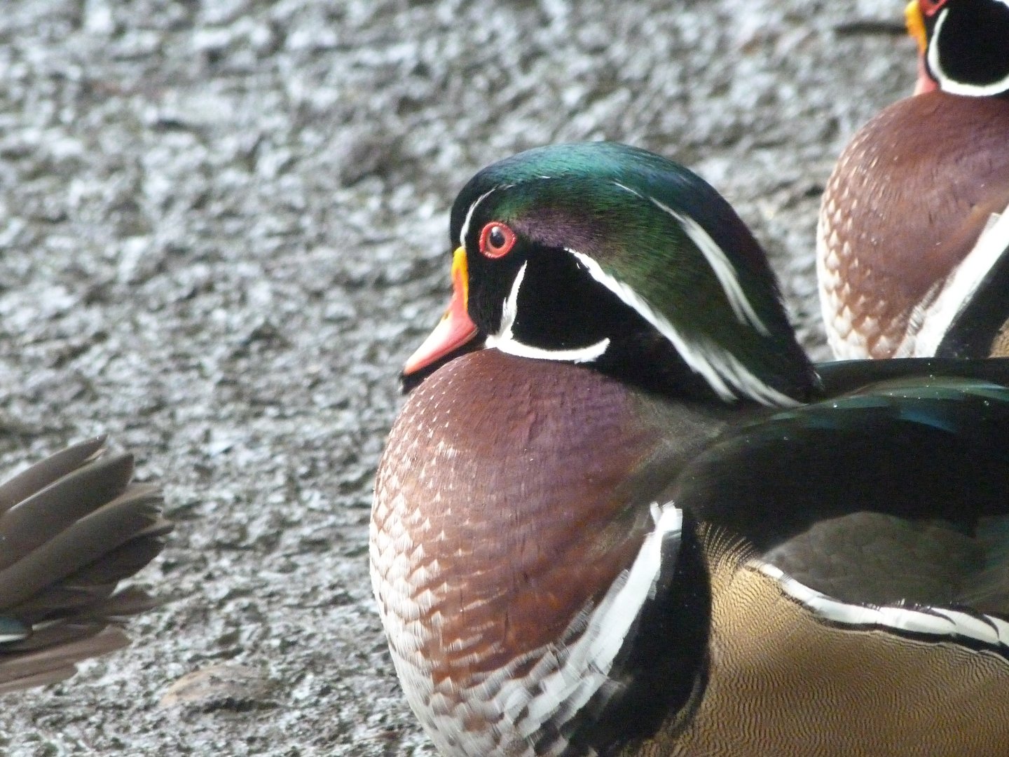 Wood duck -Zoo de Santillana del Mar (2024)