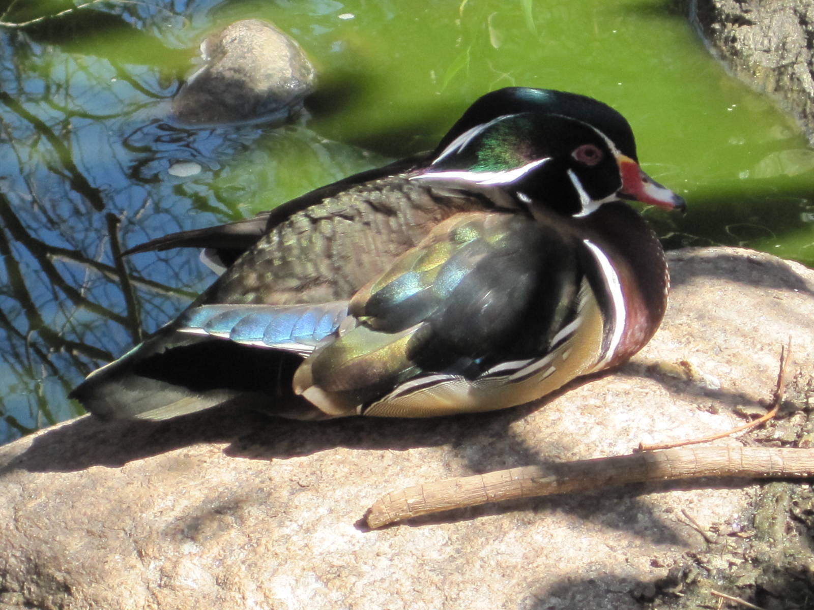 Wood Duck