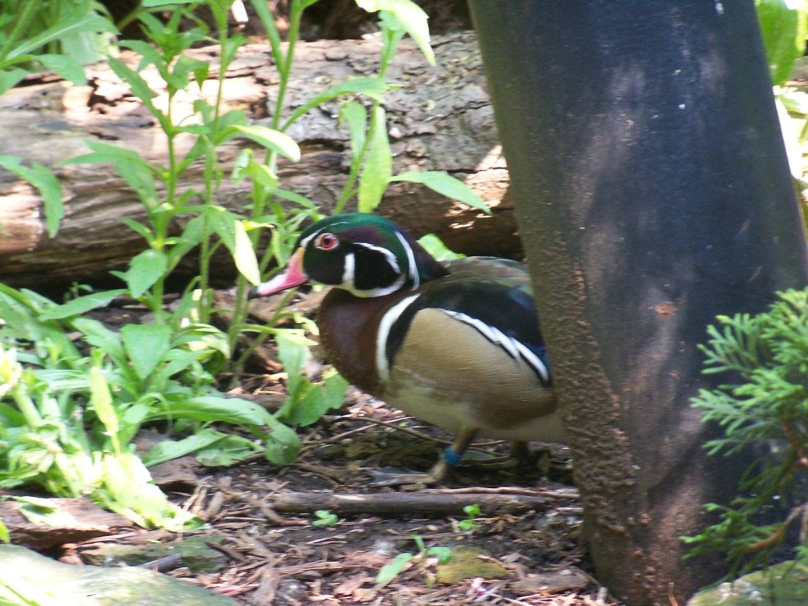 Wood Duck