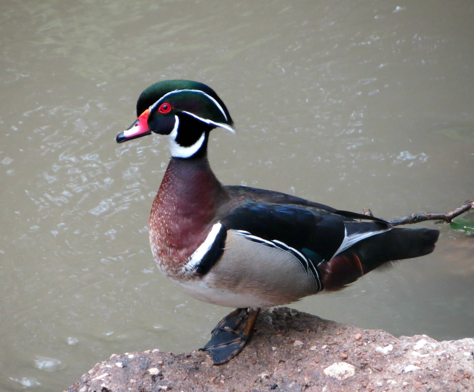 Wood Duck