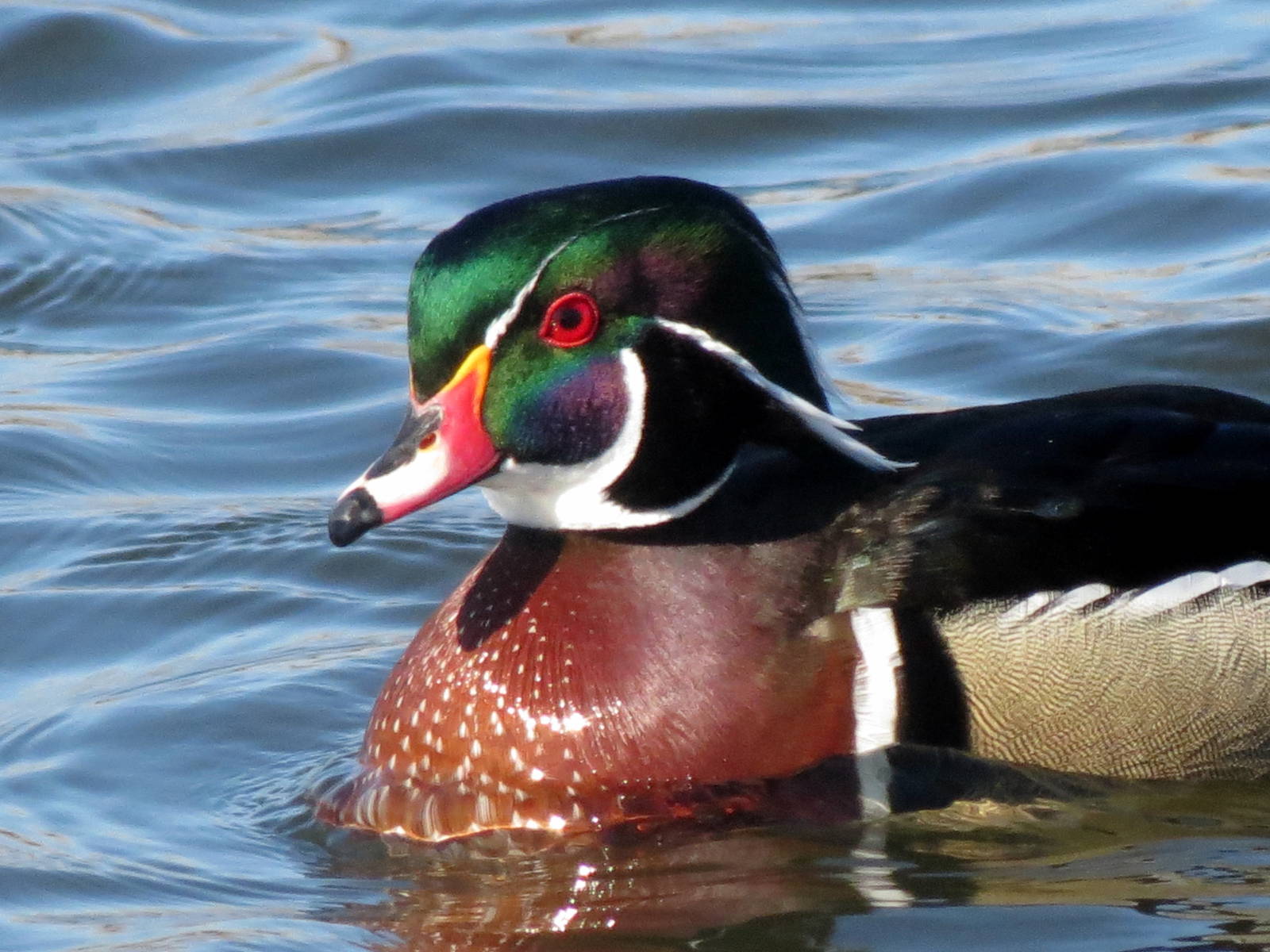 Wood Duck