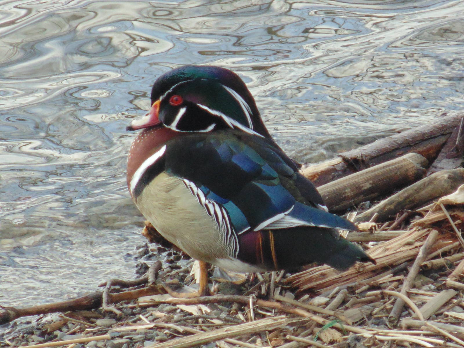 Wood Duck