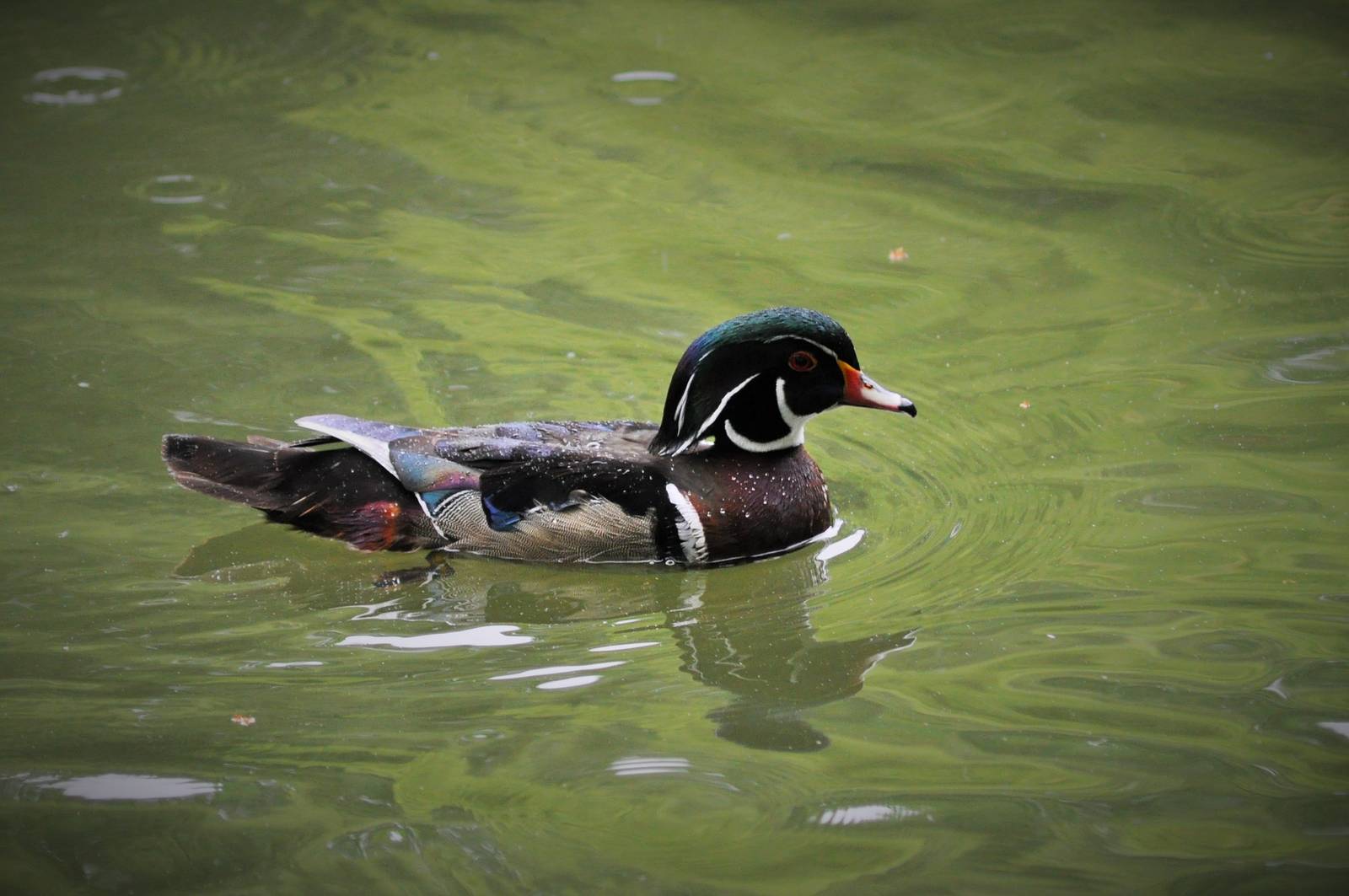 Wood Duck