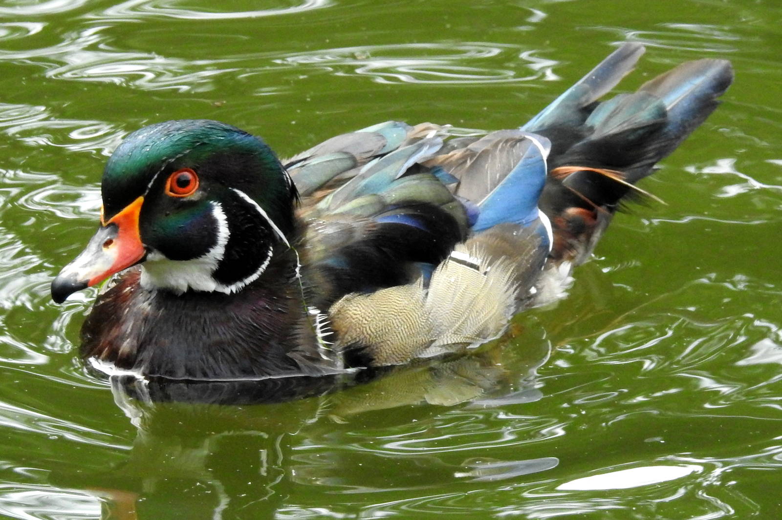 Wood Duck