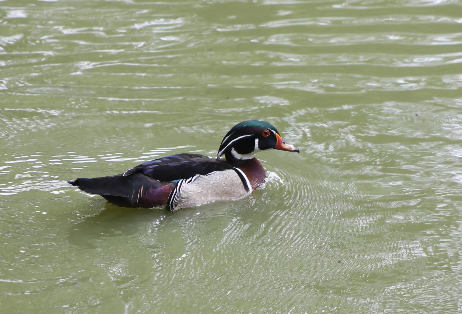 Wood duck
