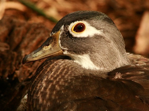 Wood Duck