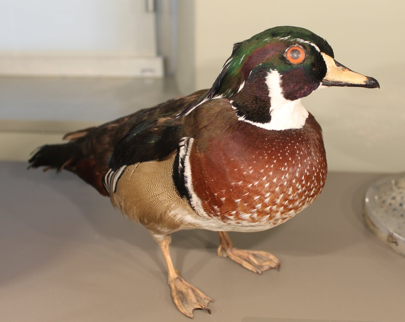Wood duck
