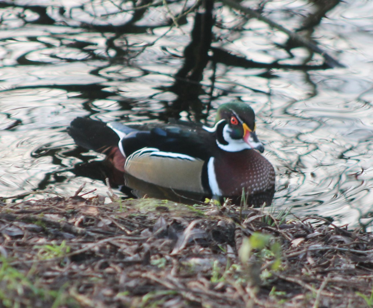 Wood duck