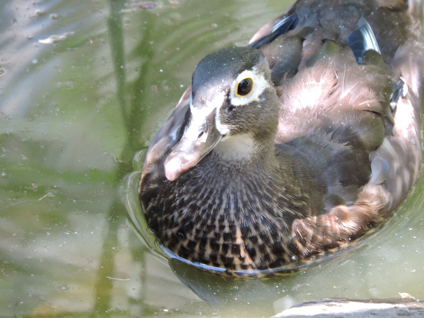 Wood Duck