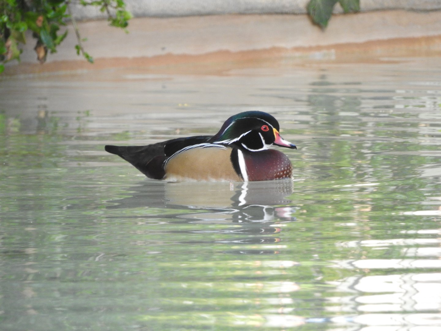 Wood Duck