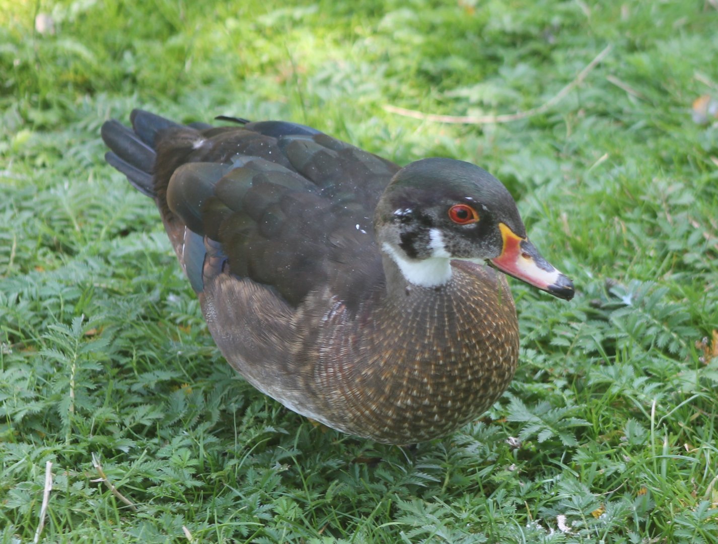 Wood duck