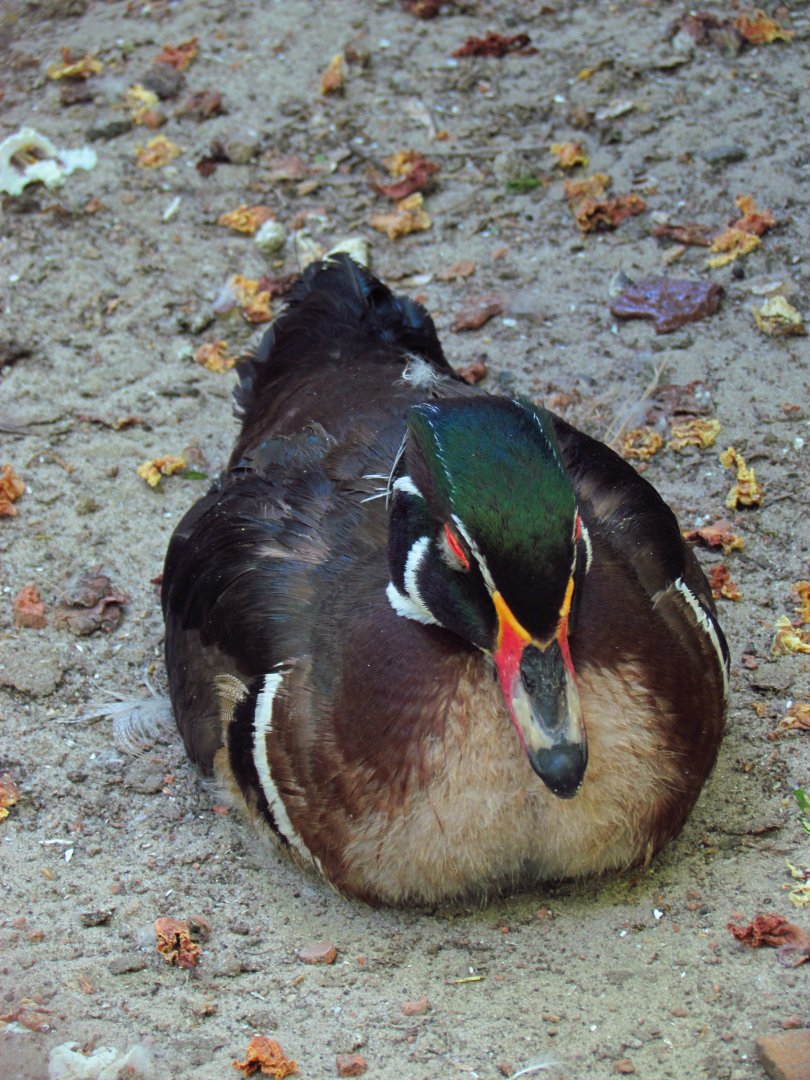 Wood duck
