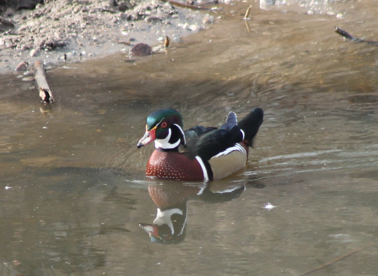 Wood duck