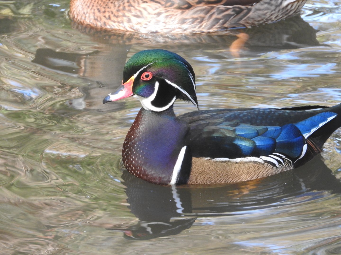 Wood Duck