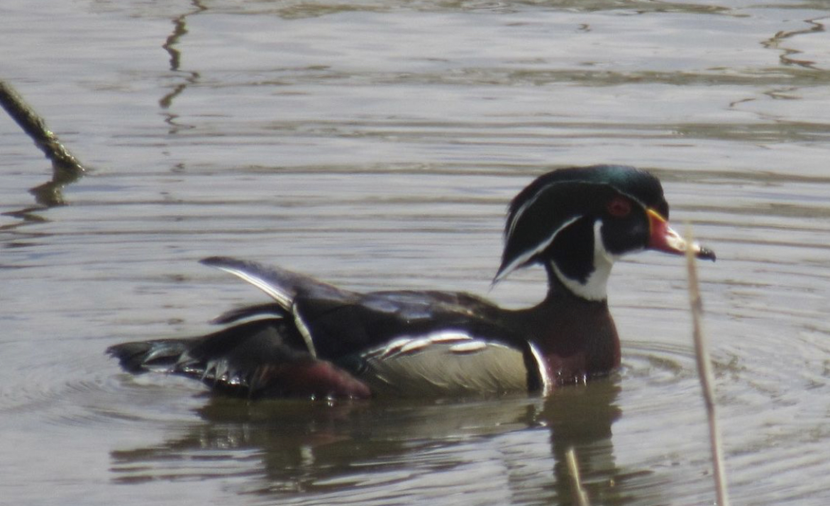 Wood duck