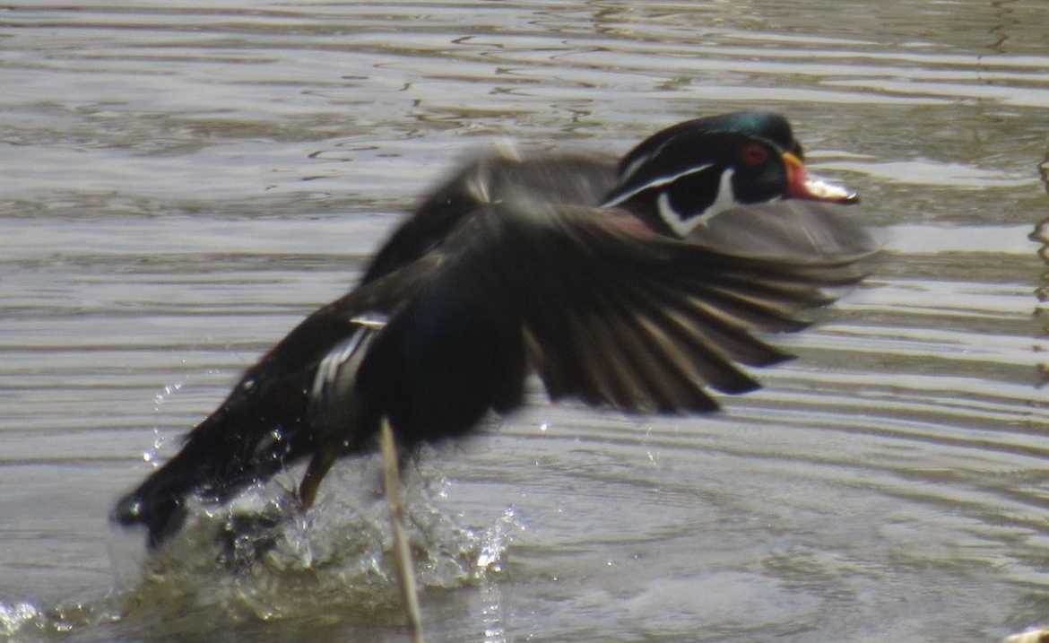 Wood duck