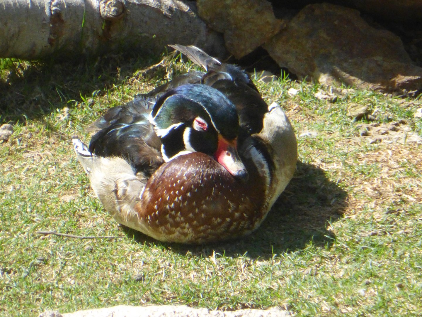 Wood duck